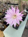 Echinopsis daydream lila